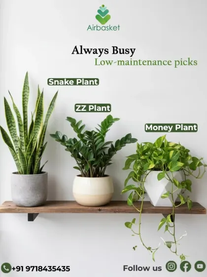 Think you're too busy to be a plant parent? Think again! I specialize in finding low-maintenance plants like the Snake Plant, ZZ Plant, and Money Plant that thrive on a little neglect. I can help you enjoy the green without the stress.