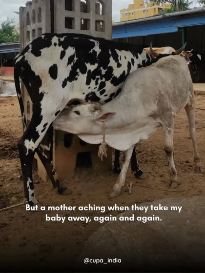 What if we saw this cow not as livestock, but as a mother aching for the baby that was taken from her? Recognizing their emotional lives is the first step towards compassion.