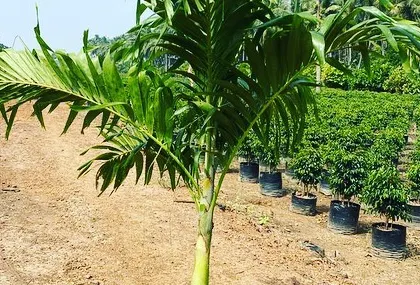 A young palm tree at my nursery, with coffee plants growing in the background.