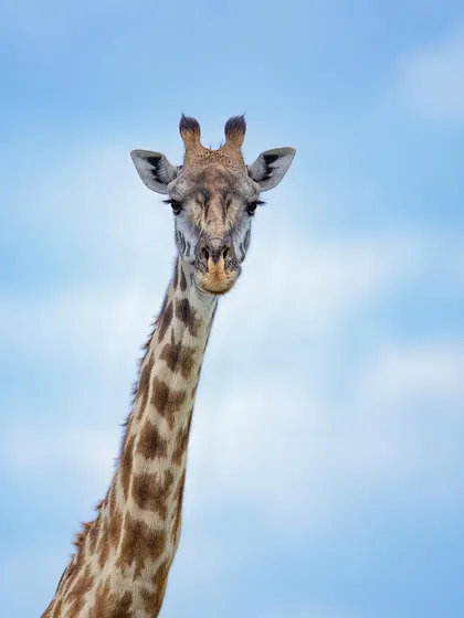 Curiosity. This giraffe's direct gaze is full of intelligence and curiosity. It’s a moment of connection, a reminder that we are just visitors in their world.