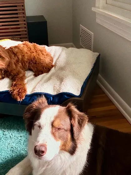 Honey, our recent Cockapoo graduate, is relaxing at home with her big brother. Part of our training is ensuring dogs can coexist peacefully and calmly with other pets in the house.