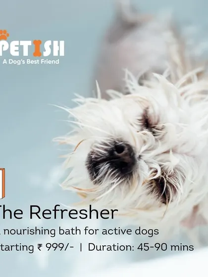 My "Refresher" package is perfect for active dogs who need a nourishing bath to stay clean and hygienic. It's a great way to maintain their coat's health between full grooms.