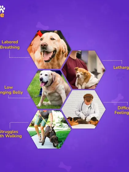 Here are the key signs of an overweight pet to watch for: labored breathing, lethargy, a low-hanging belly, difficulty feeling their ribs, and struggling with walks. Paying attention to these signs can help you take action early.