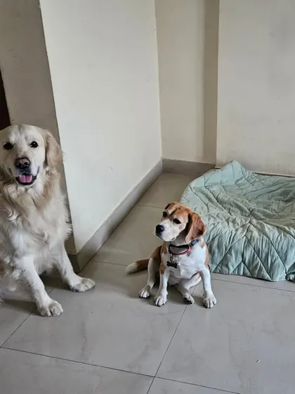 This picture captures a typical day here: a Golden Retriever, a Beagle, and another Beagle all sharing the space calmly. I manage introductions carefully so everyone feels safe and can relax together.