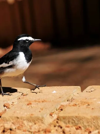 The White-Browed Wagtail is a lively bird, often seen walking briskly along the ground near our pathways.