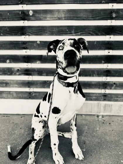 A stunning black and white shot of our Great Dane graduate. Her parents knew how big she would get and wanted to establish good manners early on.