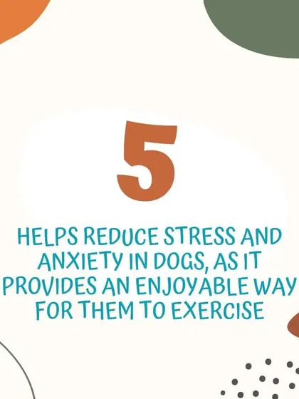 Benefit 5: Reduces Stress and Anxiety. For many dogs, swimming is an enjoyable and instinctual activity. It provides a positive outlet for their energy, which can help reduce stress and anxiety.