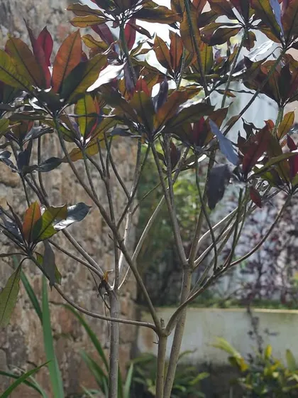 A close-up of a plant with unique, multi-toned leaves against a rustic stone wall, highlighting the beauty of individual specimens.