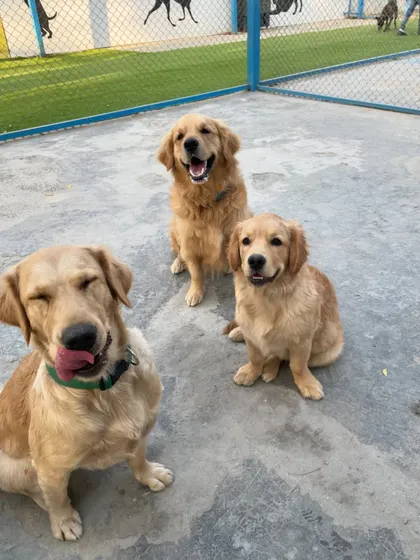 Them: "Dogs don't smile." Us: "You just need to love them enough for them to show their magic." This trio of Goldens proves our point.