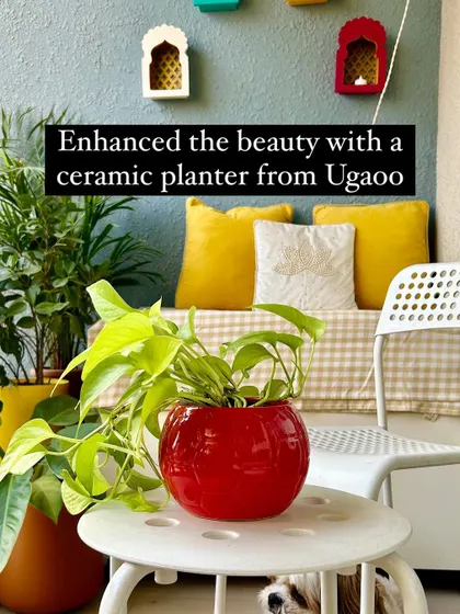 A duplicate of 176, because this red planter is just so cheerful.