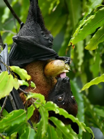 Another shot of the fruit bat, showing its long tongue lapping up the juices. My work aims to show the beauty and importance of all animals, even the misunderstood ones.