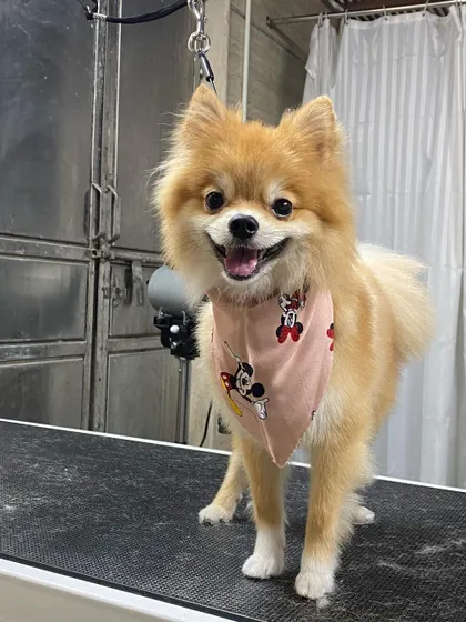 Posing with the blow dryer, this little guy is a natural in front of the camera.