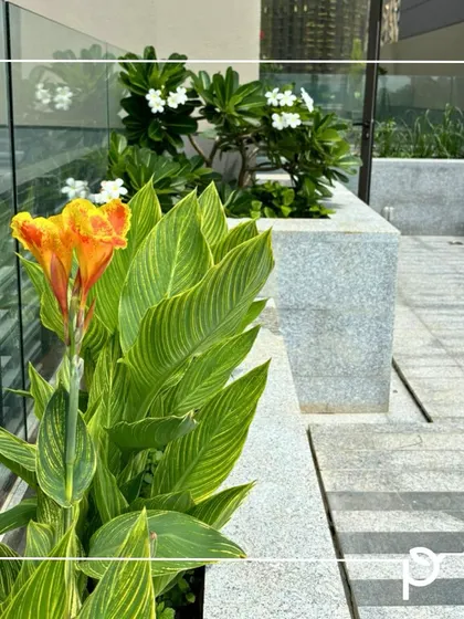 A yellow and orange Canna Lily blooming in a modern stone planter. A beautiful sight that reminds us to protect our planet and its biodiversity.