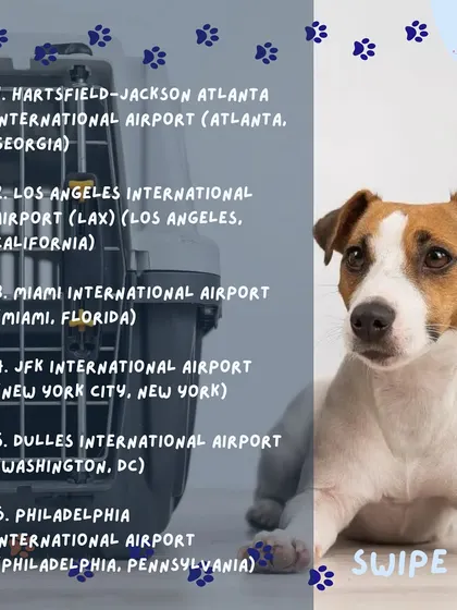 Here are the six US airports designated for dogs arriving from India: Atlanta, Los Angeles, Miami, New York (JFK), Washington (Dulles), and Philadelphia. We can help plan your pet's route accordingly.