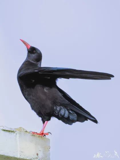 A Red-billed Chough stretches its wing, showing off its sleek black plumage. These members of the crow family are adapted to life in high-altitude mountains and coastal cliffs.