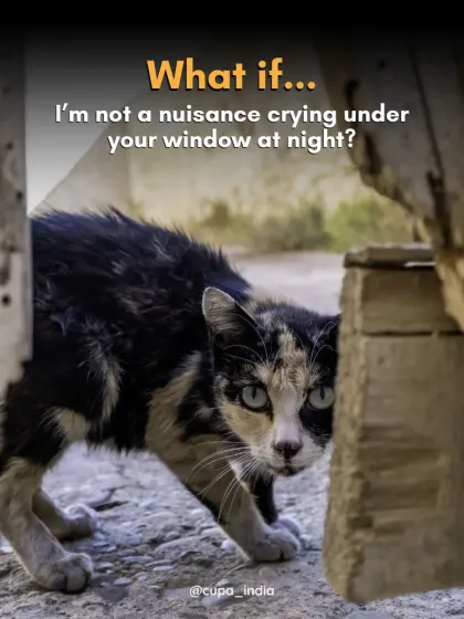 What if the cat crying under your window isn't a nuisance, but a creature in distress, needing help or comfort? A change in perspective can foster empathy.