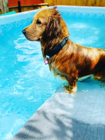 This Golden Retriever is taking a moment to relax by the edge of the pool. Our pool is great for both energetic splashing and gentle wading, catering to every dog's comfort level.