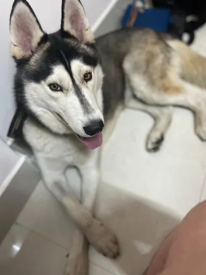 A close-up of Bear, the adopted Husky. He has no destruction tendencies and is a true gentleman.