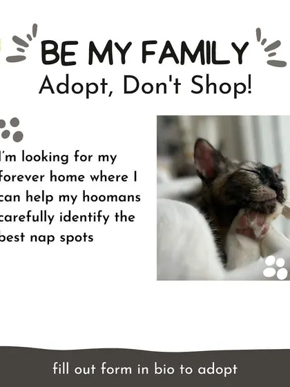 Bean is an expert at identifying the best nap spots in the house. She's looking for a forever home where she can share her very important skills.