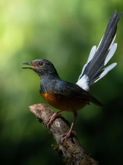 A close-up of the White-rumped Shama, showing the detail in its fanned tail and its bright, intelligent eye.