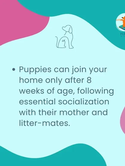 An ethical breeder will never let a puppy go to a new home before 8 weeks of age. This is because the puppy needs that essential time for socialization with their mother and littermates, which is critical for their development.