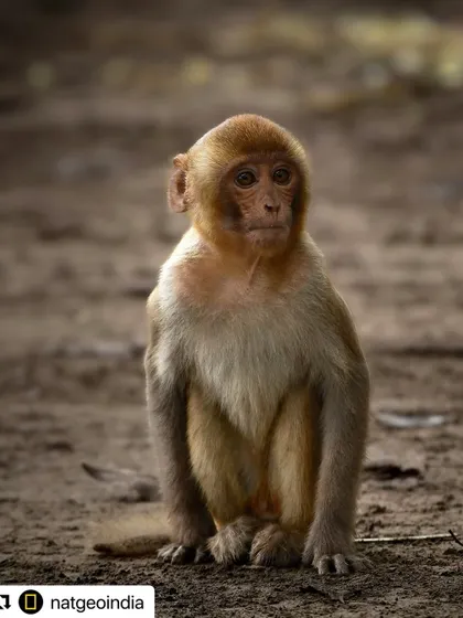 So grateful to National Geographic India for featuring my photo of a Rhesus Macaque. They jokingly called it my self-portrait, which I find hilarious! It's an honor to be featured by such an iconic institution.