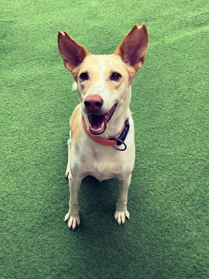 This adorable Indie dog with perky ears is looking right at the camera with a happy, open mouth. I have a special place in my heart for our lovely Indies.