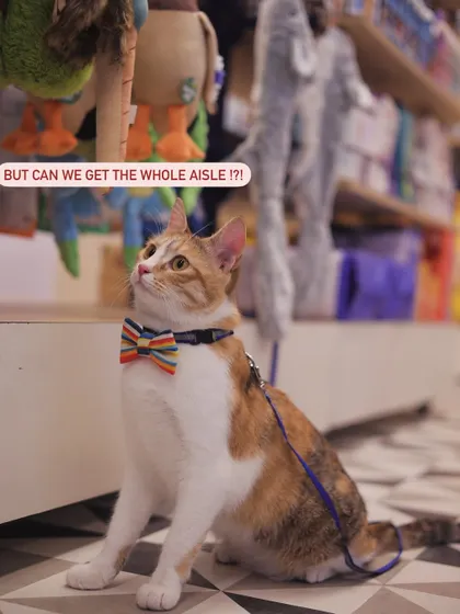 The same adorable cat, now seemingly asking if they can just get the whole aisle of toys.
