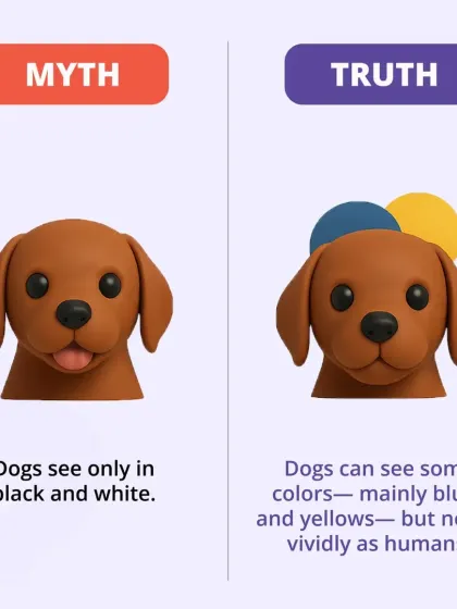 Myth: Dogs see only in black and white. Truth: Dogs can see some colors, mainly blues and yellows, but not as vividly as humans.