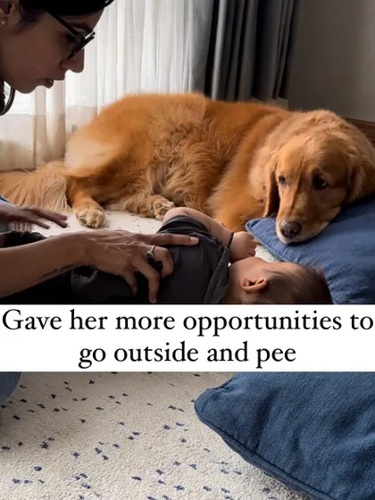 I increased opportunities for potty breaks. Just like with a new puppy, I took her out more frequently to set her up for success, ensuring her needs were met even when my schedule was chaotic.