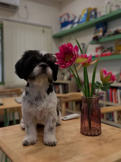 Luna the Shih Tzu posing beautifully in our café area. After their grooming, many of our furry clients enjoy exploring the space while waiting for their parents.
