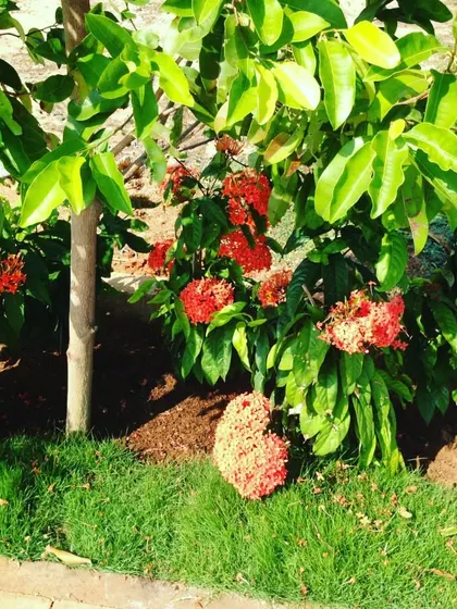 An Ixora plant adding a splash of red next to a healthy lawn. Choosing the right plants ensures your garden has color throughout the year.