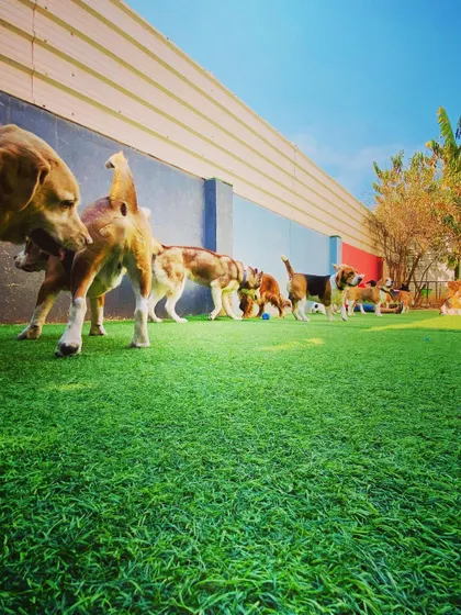 A whole pack of happy beagles exploring the yard together. It's so much fun to watch them interact and play in a group, just enjoying the open space and sunshine.
