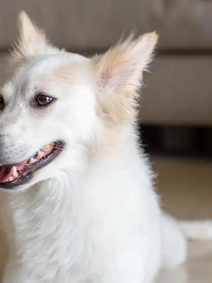 Snowy, starting to warm up and show her happy side.