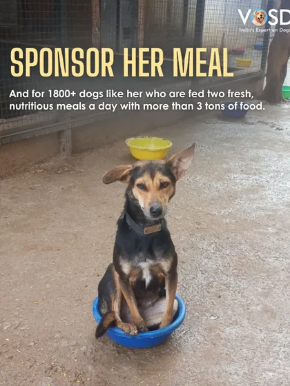 This little one knows how to guard her bowl! Sponsoring her meal ensures she, and 1800+ dogs like her, receive two fresh, nutritious meals every day.