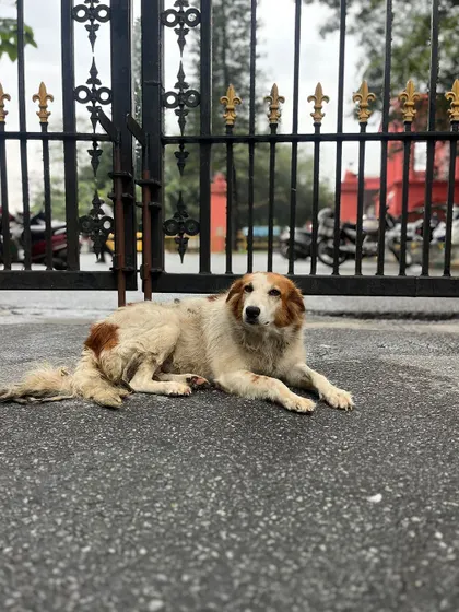 A fluffy friend resting by the gate, watching the world go by. We respect their space and admire them from afar.