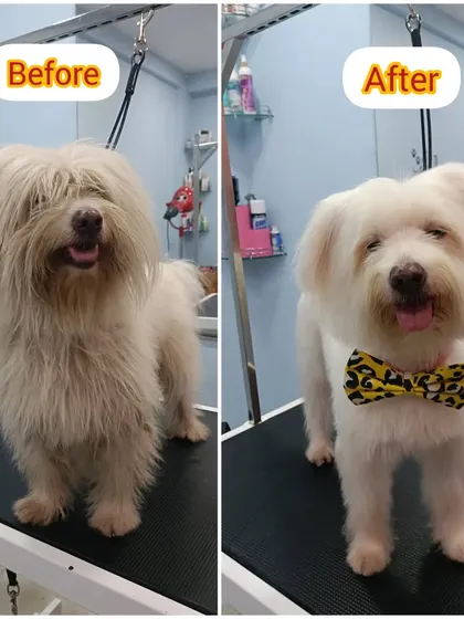 From dirty to dashing. This makeover involved a deep cleaning bath, conditioning, and a full haircut to bring this pup back to his handsome self. A clean coat is the foundation of a great groom.