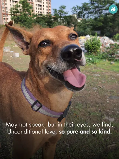 A tribute to the unconditional love our dogs give us. This happy indie dog reminds us of the pure kindness we find in their eyes.