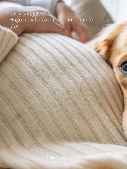 A close-up shot of Hugo resting his head on his mom's baby bump. This image perfectly captures the quiet, loving connection and anticipation of a new arrival.