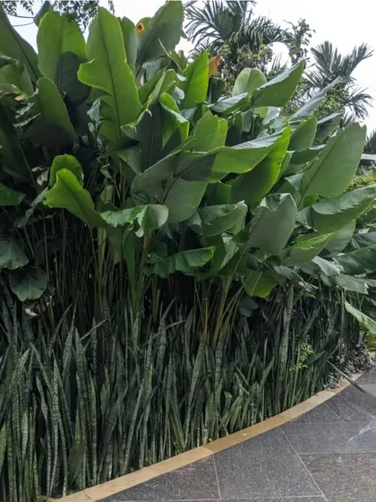 A dense, layered planting of snake plants and giant-leaved Alocasia creates a living wall of green. This technique is great for creating natural privacy screens and adding a tropical feel.