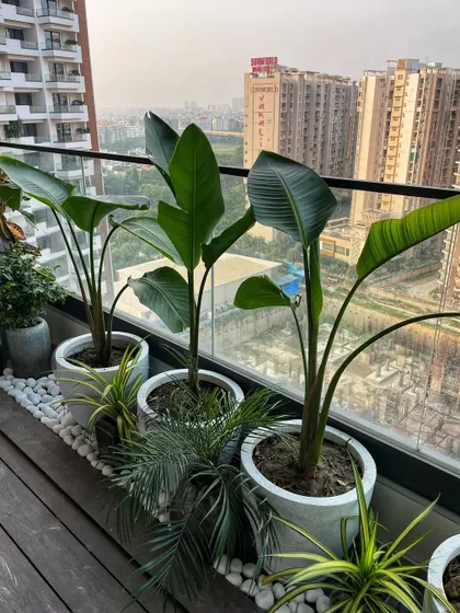 A row of Traveler's Palms on a balcony, with a bed of white pebbles adding a clean, finishing touch. This is a great way to create a tropical feel with a modern aesthetic.
