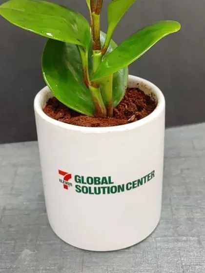 A detailed shot of the Peperomia plant in its branded pot, highlighting the glossy leaves and sturdy nature of the plant.