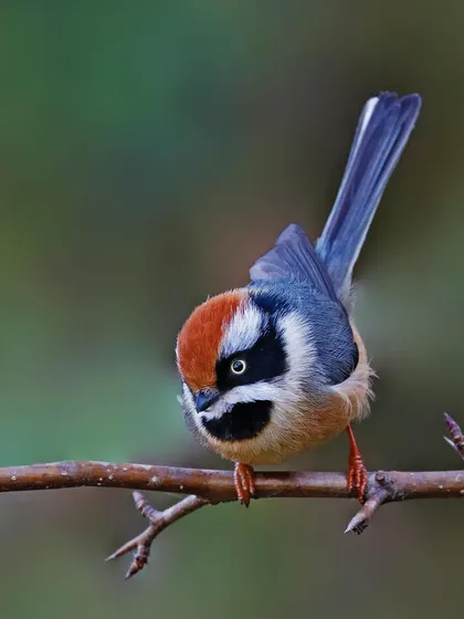 A Black-throated Tit looks down from its perch on a thin branch. The unique angle and the bird's pose create a dynamic and engaging composition.
