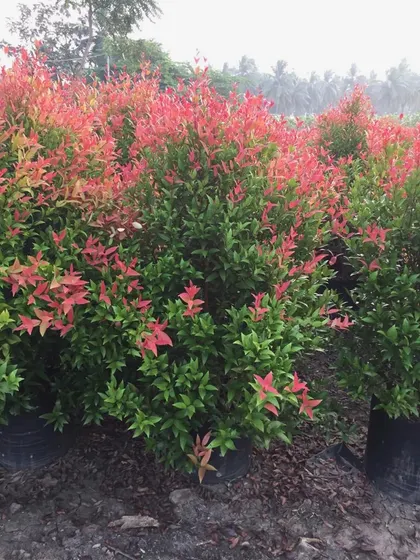 A view of healthy Syzygium paniculatum shrubs, also known as Australian brush cherry, ready for planting. I source most plants from my own nursery to guarantee their quality and suitability for the local environment.
