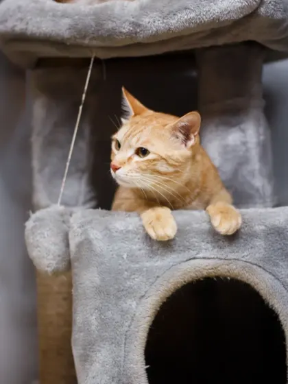 A ginger tabby looking out from its cozy cubby in the cat tree. These enclosed spaces help cats feel secure during their stay.