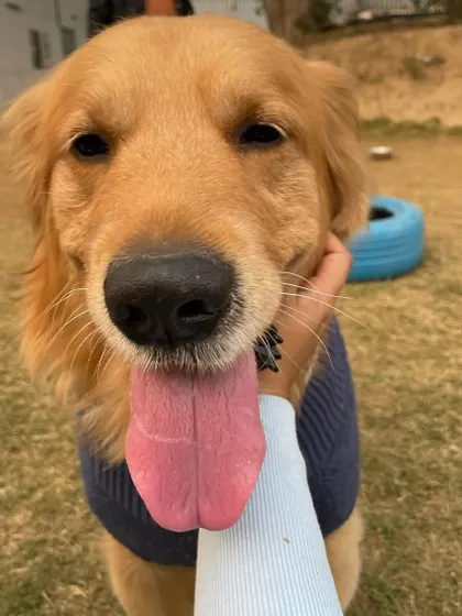 Tongue out Thursday. This Golden Retriever is giving us his best happy face, complete with a big, floppy tongue.