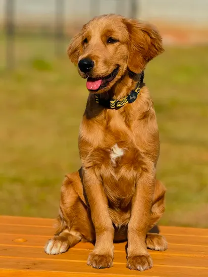 A beautiful Golden Retriever puppy, Thara, posing perfectly on a bench.