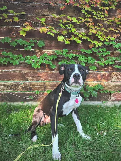 Bart has a great foundation of commands and is ready to find a family critérios with his training.