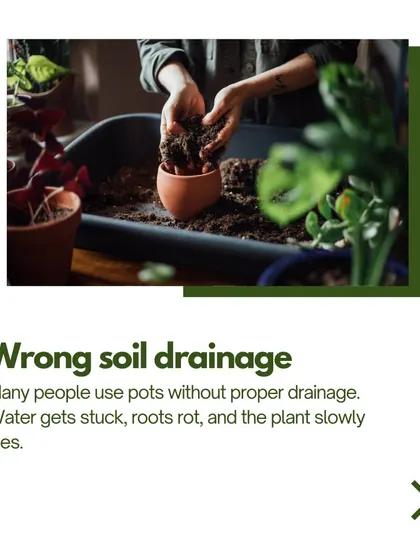 A common mistake is using pots without proper drainage. When water gets stuck, the roots rot and the plant slowly dies. Our self-watering planters are designed to prevent this issue entirely.