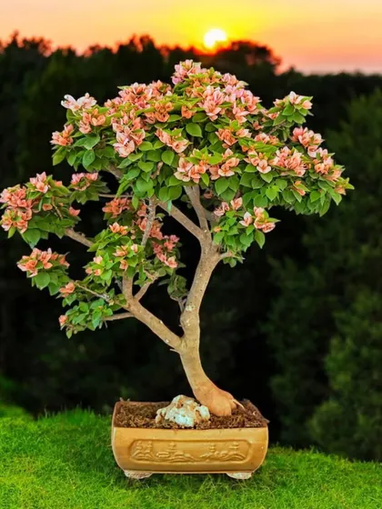 A beautifully composed shot of a peach-pink Bougainvillea against a sunset sky. This image captures the poetic and tranquil mood that a bonsai can evoke.